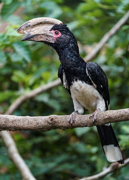 Hornbill trompetista