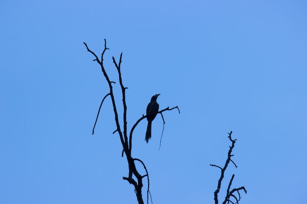 Foto hornbill