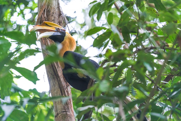 Hornbills, pájaro en el árbol