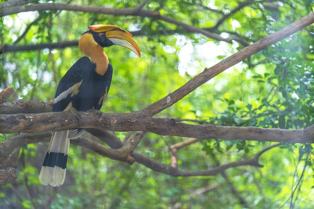 Hornbills, pájaro en el árbol