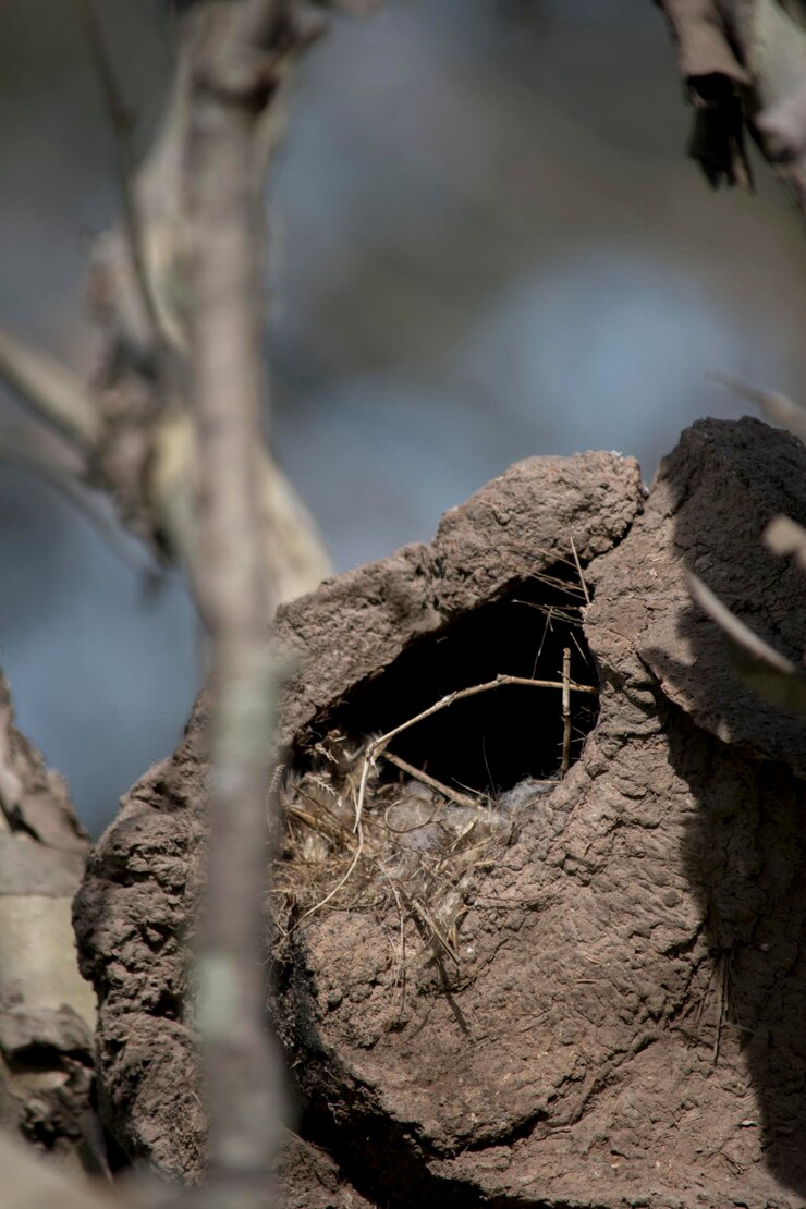 Foto hornero nidifica nos galhos de uma árvore furnarius rufus