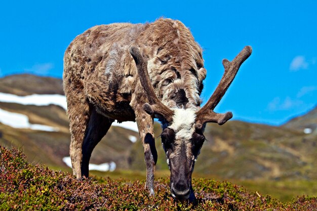 Foto horntiere weiden in der landschaft