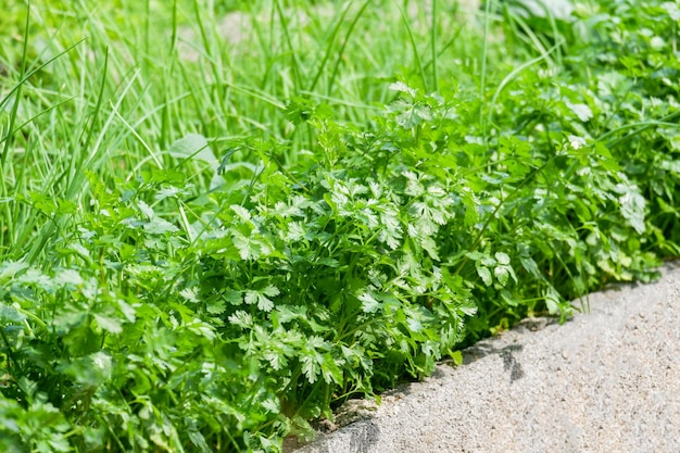 Horta com folha verde mistura de vegetais frescos variedade coentro cebolinha alho em vaso de concreto horta no quintal jardim ecologicamente correto jardinagem natureza vegetal orgânico