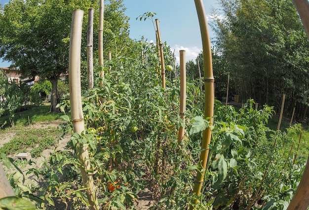 Horta com plantas de tomate