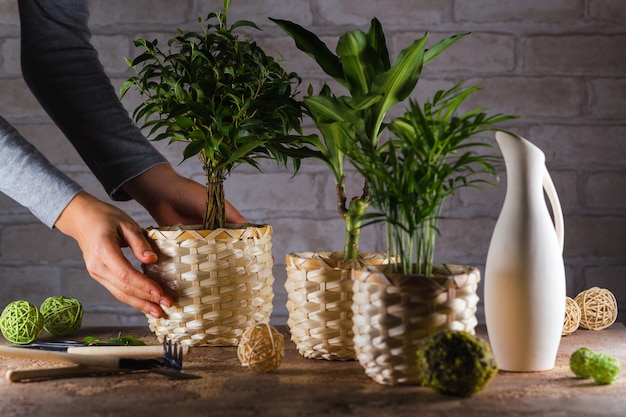 Horta com vasos de plantas e material de jardim