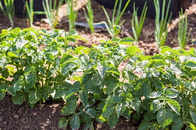 Horta comunitária de vegetais orgânicos no início do verão.