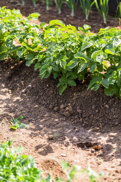 Foto horta comunitária de vegetais orgânicos no início do verão.