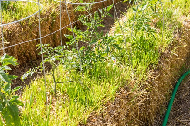 Horta comunitária de vegetais orgânicos no início do verão.