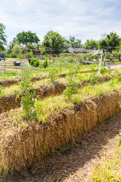 Horta comunitária de vegetais orgânicos no início do verão.