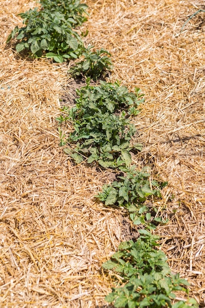 Horta comunitária de vegetais orgânicos no início do verão.