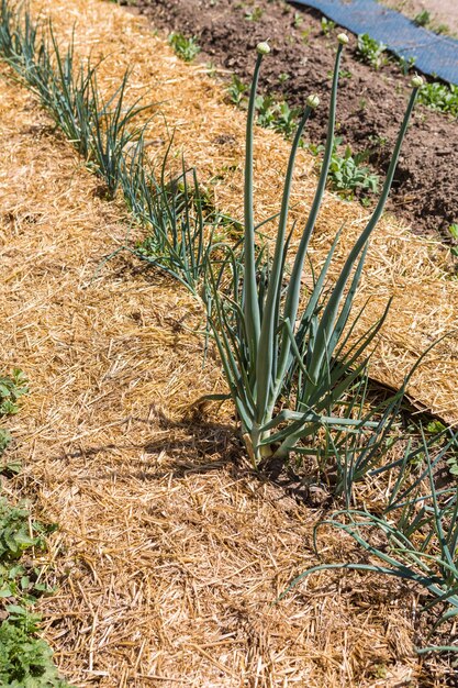 Horta comunitária de vegetais orgânicos no início do verão.