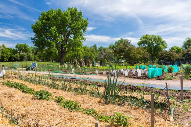 Horta comunitária de vegetais orgânicos no início do verão.