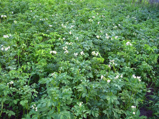 Horta da batata ascendida e florida