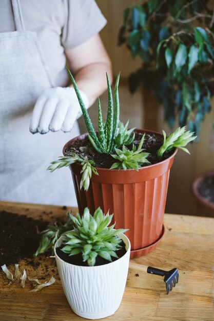 Foto horta doméstica. simbiose de planta de casa. como transplantar uma suculenta, propagando suculentas