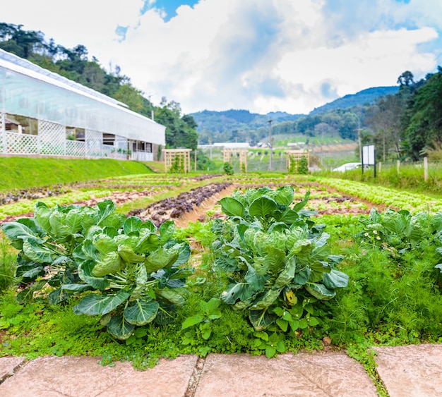 Horta, ervas e vegetais no quintal jardim formal