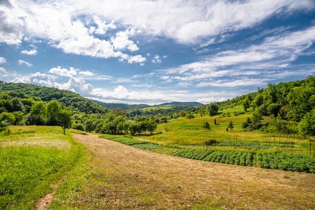 Horta na aldeia em um fundo de árvores verdes e montanhas Temporada de verão