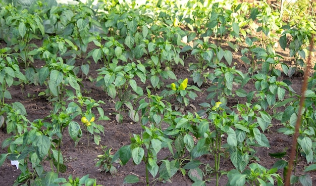 Horta na fazenda, produtos orgânicos. Foco seletivo