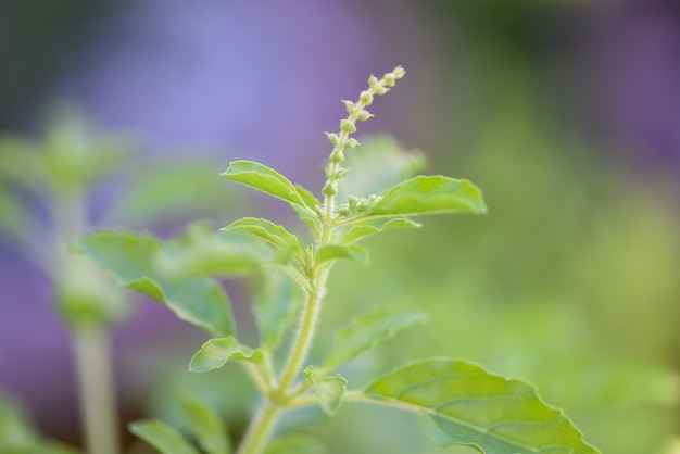 Horta natural de folha de manjericão sagrado - Ocimum sanctum, manjericão verde na Tailândia