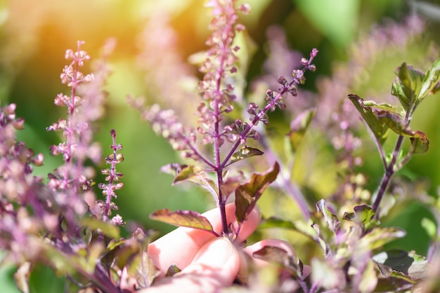 Horta natural de folha de manjericão sagrado - Ocimum sanctum, manjericão verde na Tailândia