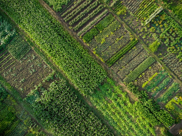 Horta verde, vista aérea