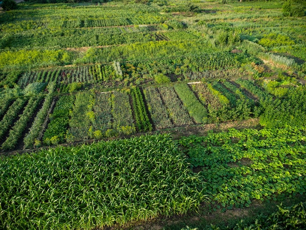 Horta verde, vista aérea