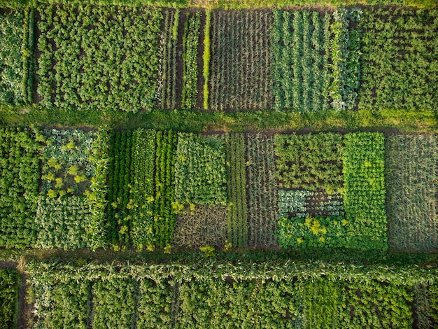 Horta verde, vista aérea