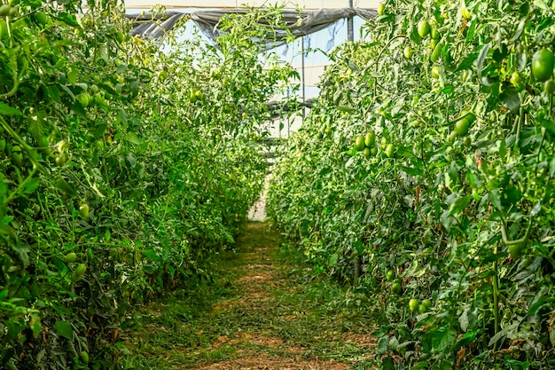 Hortaliças cultivadas em estufa sob um mar de plástico