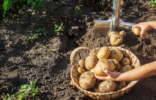 Hortalizas orgánicas caseras cosecha de patatas. Enfoque selectivo