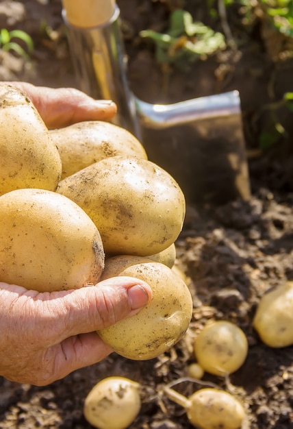 Hortalizas orgánicas caseras cosecha patatas. Enfoque selectivo