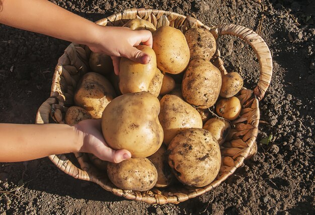 Hortalizas orgánicas caseras cosecha patatas. Enfoque selectivo