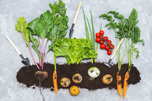 Hortalizas de raíz en el suelo y herramientas de jardín sobre un fondo gris. Vista plana endecha, superior. Concepto de comida sana.