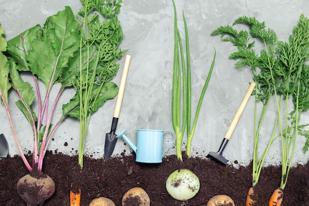 Hortalizas de raíz en el suelo y herramientas de jardín sobre un fondo gris. Vista plana endecha, superior. Concepto de comida sana.