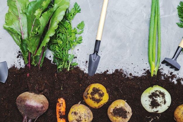 Hortalizas de raíz en el suelo y herramientas de jardín sobre un fondo gris. Vista plana endecha, superior. Concepto de comida sana.