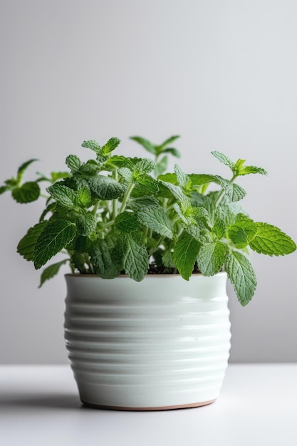 Hortelã crescendo em vaso branco sobre fundo branco IA generativa