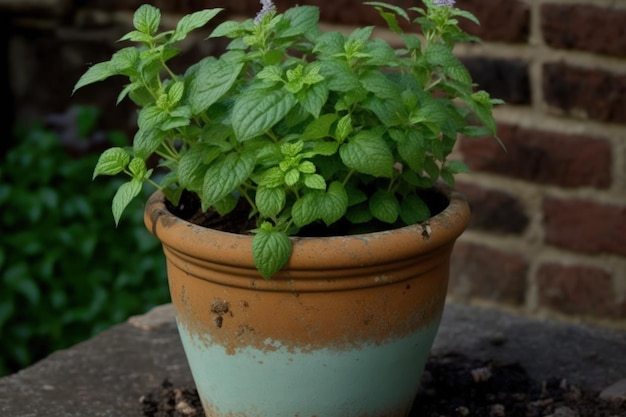 Hortelã está florescendo em um plantador Menta fresca verde spicata em um jardim de ervas do Reino Unido