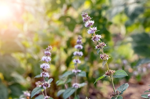 Hortelã floração menta uma planta medicinal Abelha em uma flor de menta