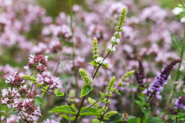 Hortelã florescendo, branco e roxo, orégano em jardim de ervas