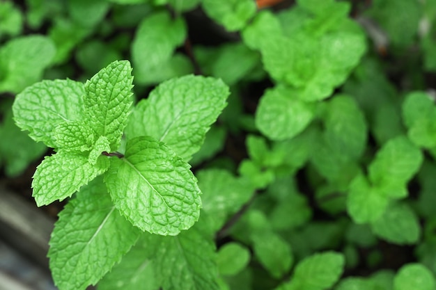 Foto hortelã fresca no jardim, vegetal asiático.