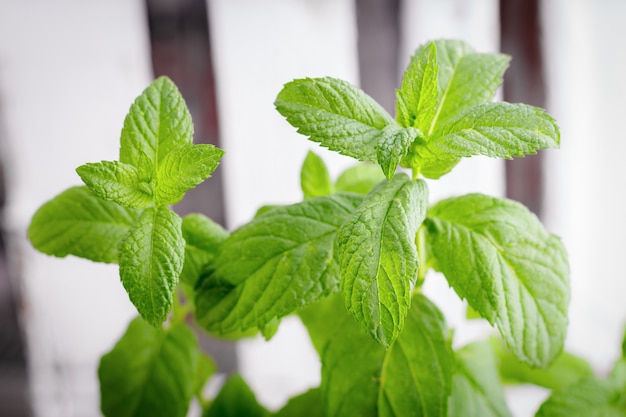 Hortelã fresca verde em uma panela