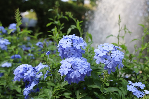 Hortensia azul antes de la cascada en el jardín de flores