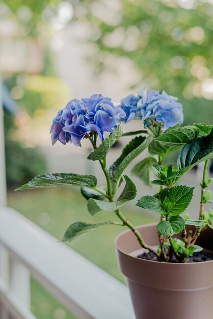 Hortênsia azul em uma cesta na varanda