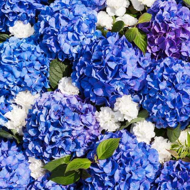 Hortensia azul florece el fondo en la vista superior