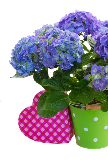 Hortensia azul flores en maceta verde con corazón caja de regalo aislado sobre fondo blanco.