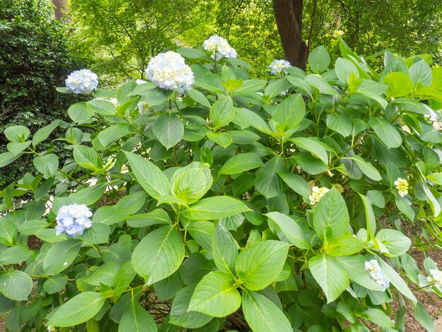 Hortênsia azul florescente Arbusto de hortênsia Jardim Botânico Natureza