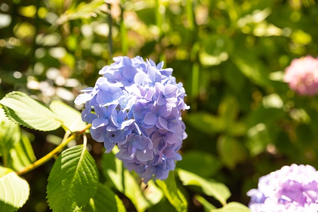 Hortensia azul macrophylla o arbusto de hortensia en plena floración en una maceta con hojas verdes frescas en el fondo de un jardín en un día soleado de verano