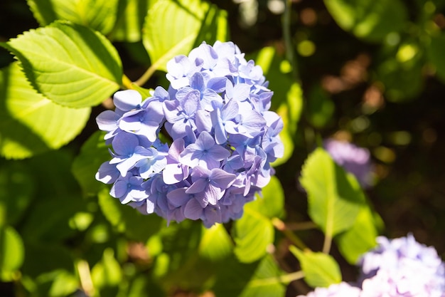 Hortênsia azul macrophylla ou arbusto de hortensia em plena floração em um vaso de flores com folhas verdes frescas ao fundo em um jardim em um dia ensolarado de verão