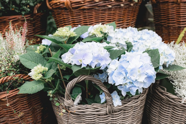 Hortensia azul y otras flores de otoño en macetas en floristería