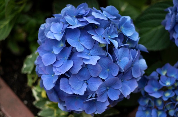 Hortensia azul, un primer plano de una flor. Flor. Fondo floral