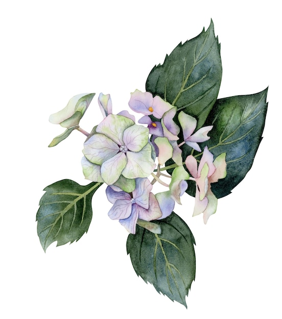 Hortensia azul rosa pastel acuarela Hortensia flores con hojas Ilustración botánica realista