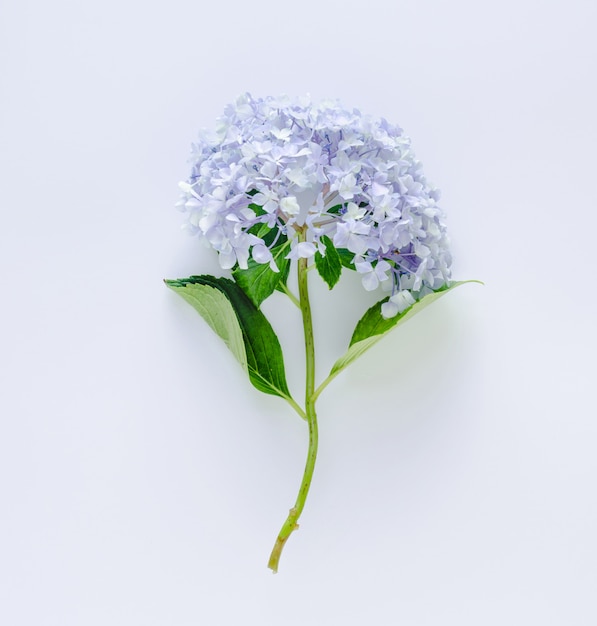 Hortensia azul sobre fondo blanco. Espacio para escribir.